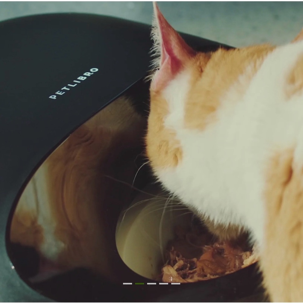 Black Cat Feeder